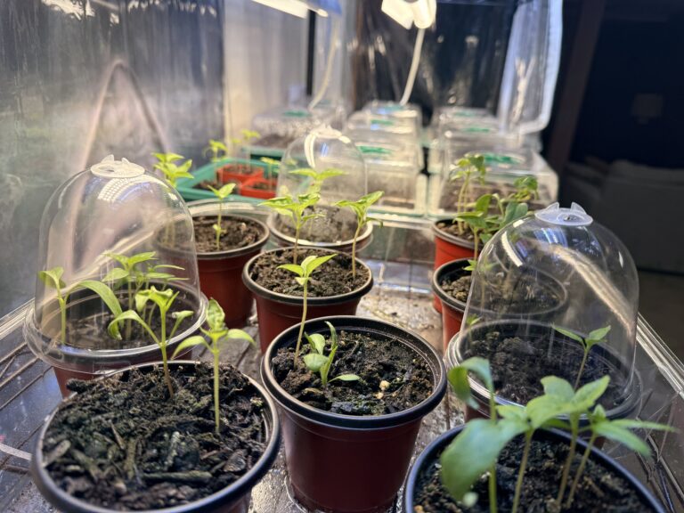 How to Start Seeds Indoors