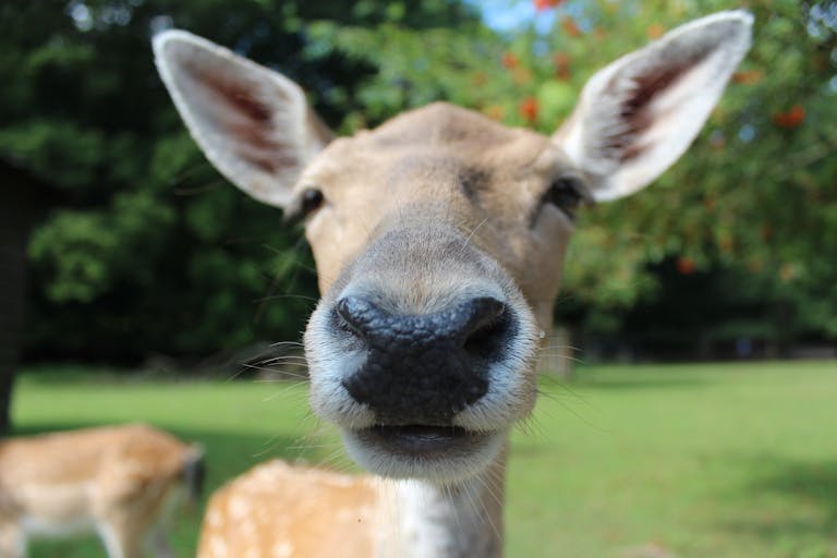 A detailed close-up of a fallow deer in a lush green outdoor setting.