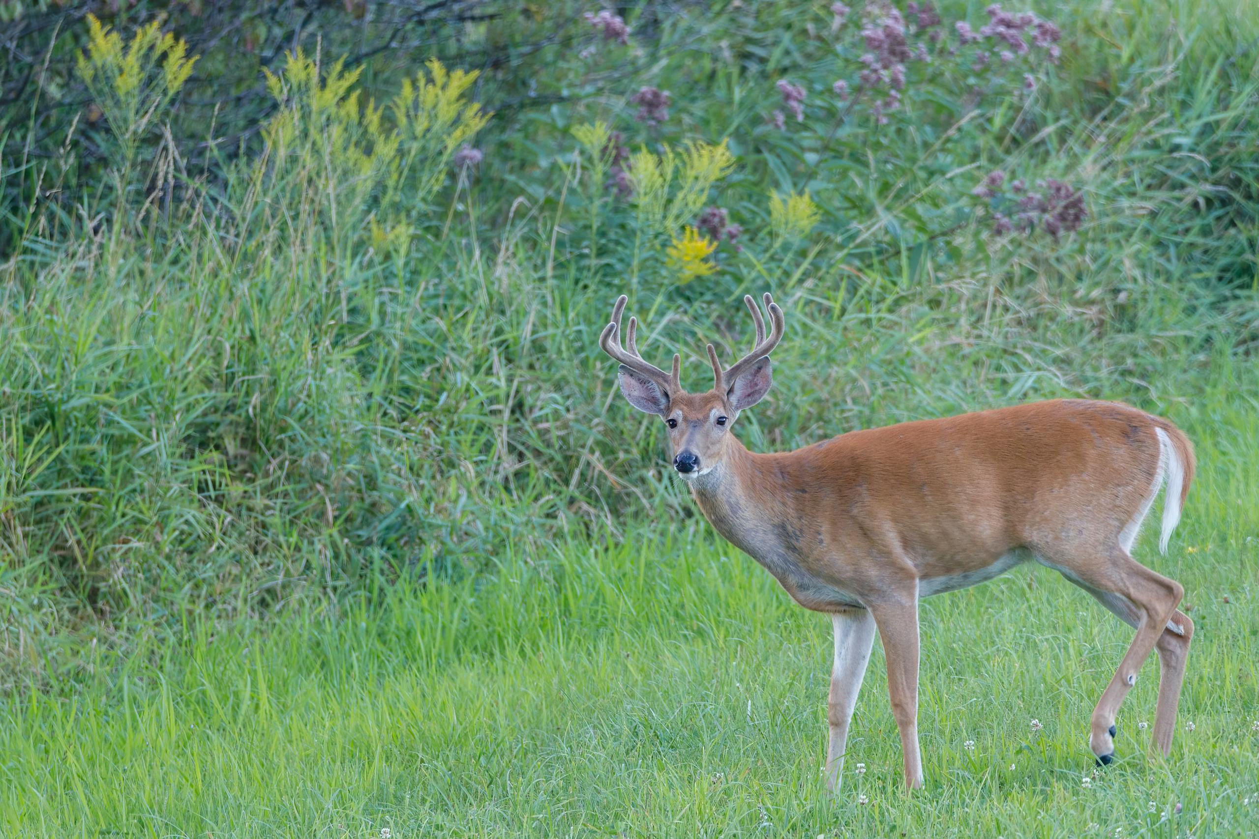 A white-tailed deer with antlers stands in a lush green field, showcasing wildlife in its natural habitat.