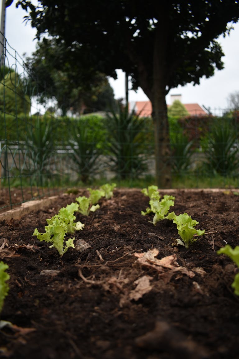 Close-up of fresh green lettuce growing in rich soil in a backyard garden.