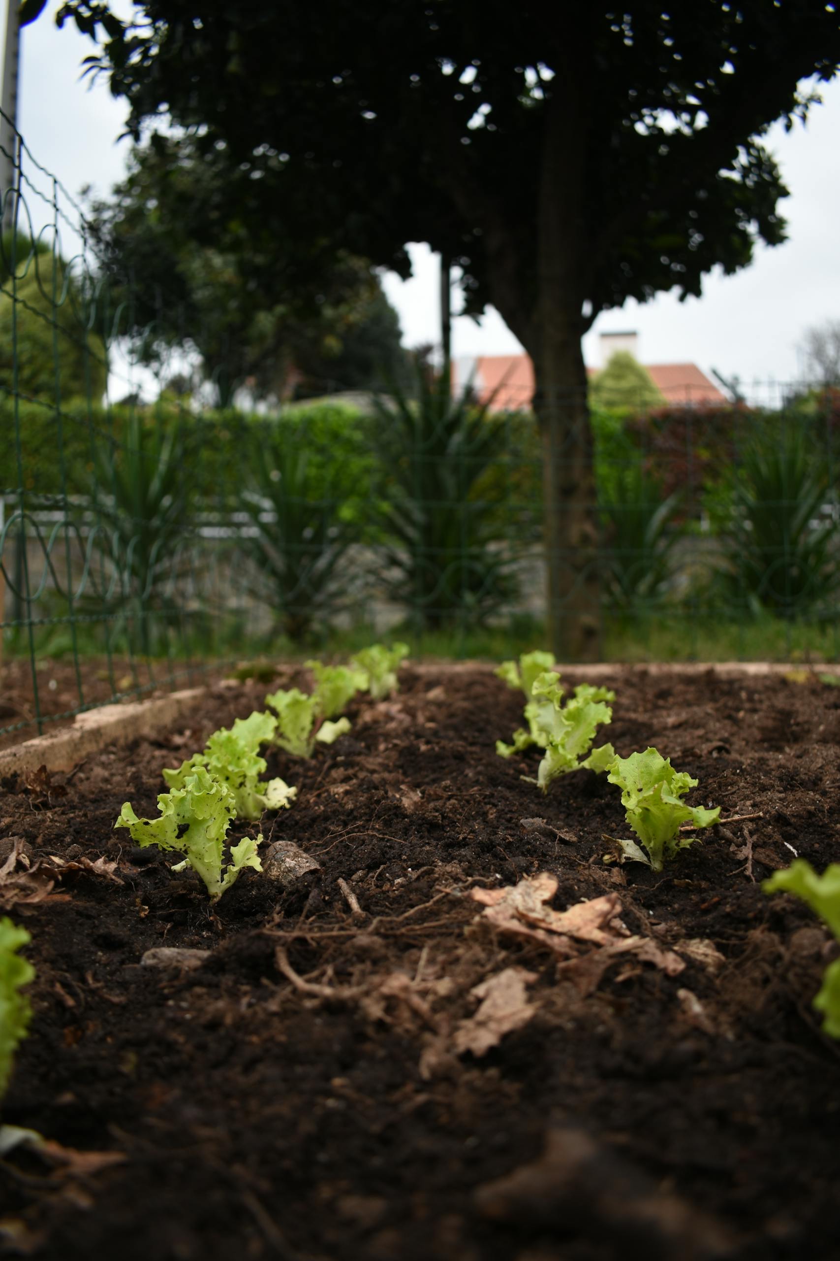 Close-up of fresh green lettuce growing in rich soil in a backyard garden.