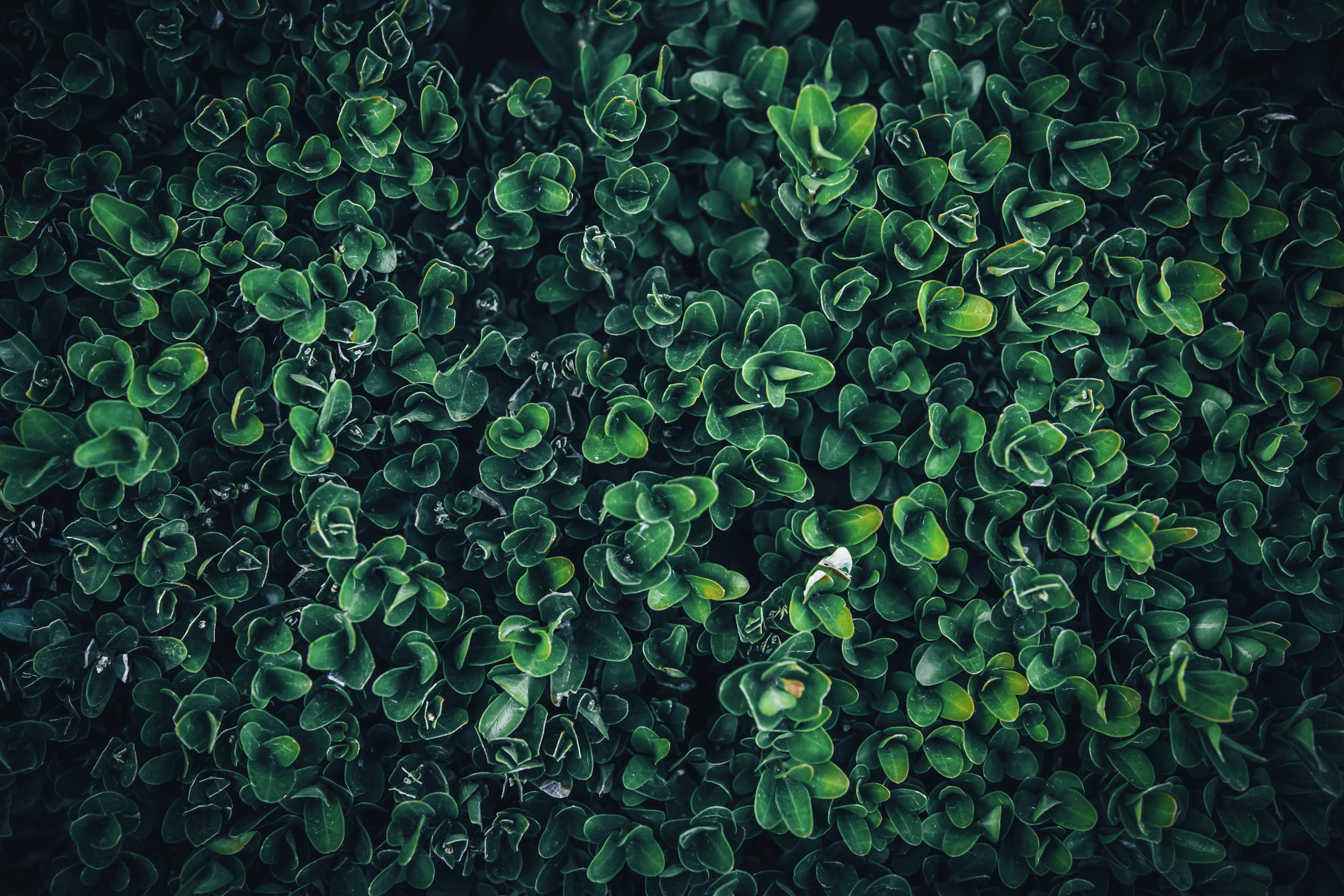 Vibrant dark green boxwood leaves creating a rich natural texture, perfect for backgrounds.